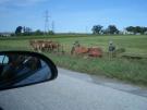Horse Drawn Plow