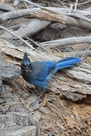 Steller's Jay Steller's Jay