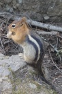 Ground Squirrel Ground Squirrel