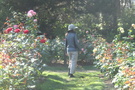 Rose Test Garden, Shore Acres, Oregon Rose Test Garden, Shore Acres, Oregon