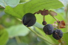 Salal berries Salal berries