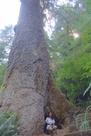 Giant Sitka Spruce Giant Sitka Spruce