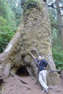 An Oregon Heritage Tree An Oregon Heritage Tree