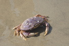 Crab Crab
