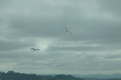 Pacific Northwest Pacific Northwest